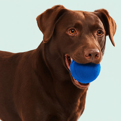 Petnix™ BouncePlay Pro – Smart Play & Exercise